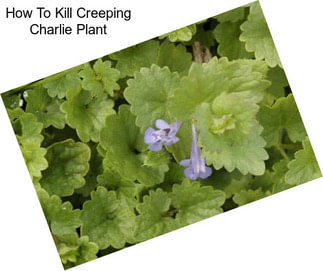 How To Kill Creeping Charlie Plant