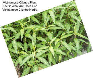 Vietnamese Cilantro Plant Facts: What Are Uses For Vietnamese Cilantro Herbs