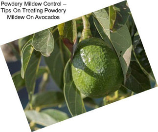 Powdery Mildew Control – Tips On Treating Powdery Mildew On Avocados