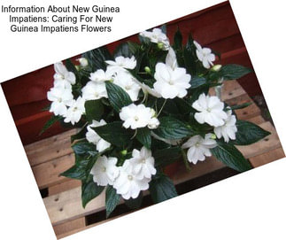 Information About New Guinea Impatiens: Caring For New Guinea Impatiens Flowers