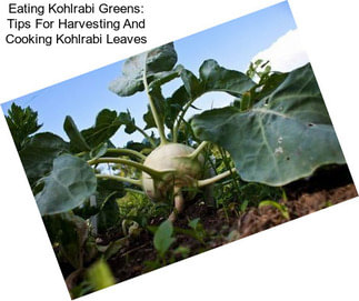 Eating Kohlrabi Greens: Tips For Harvesting And Cooking Kohlrabi Leaves