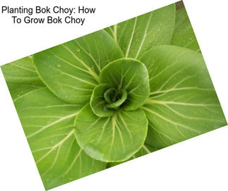 Planting Bok Choy: How To Grow Bok Choy