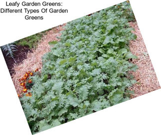 Leafy Garden Greens: Different Types Of Garden Greens