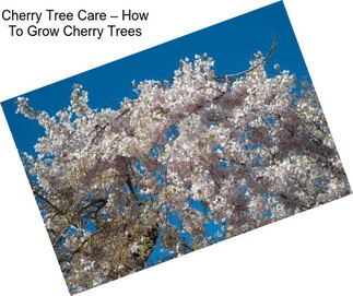 Cherry Tree Care – How To Grow Cherry Trees