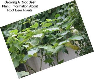 Growing A Root Beer Plant: Information About Root Beer Plants