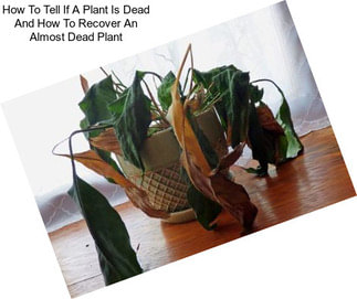How To Tell If A Plant Is Dead And How To Recover An Almost Dead Plant