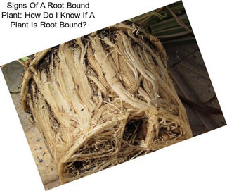 Signs Of A Root Bound Plant: How Do I Know If A Plant Is Root Bound?