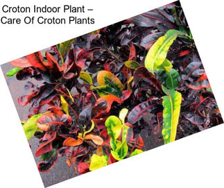 Croton Indoor Plant – Care Of Croton Plants