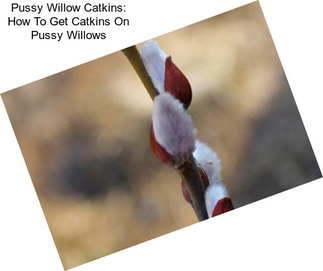 Pussy Willow Catkins: How To Get Catkins On Pussy Willows