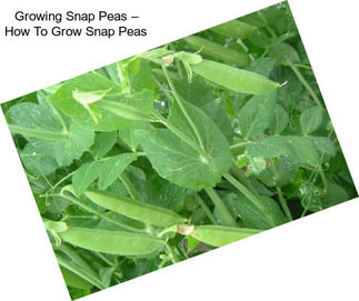 Growing Snap Peas – How To Grow Snap Peas