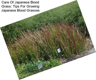 Care Of Japanese Blood Grass: Tips For Growing Japanese Blood Grasses