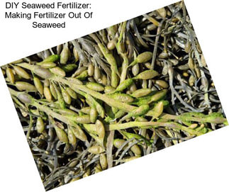 DIY Seaweed Fertilizer: Making Fertilizer Out Of Seaweed