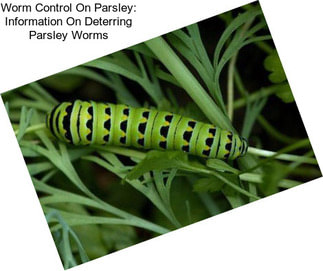 Worm Control On Parsley: Information On Deterring Parsley Worms