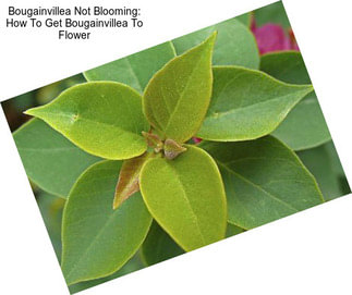 Bougainvillea Not Blooming: How To Get Bougainvillea To Flower