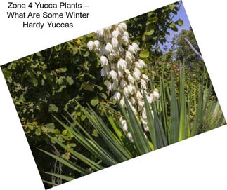 Zone 4 Yucca Plants – What Are Some Winter Hardy Yuccas