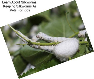 Learn About Silkworms: Keeping Silkworms As Pets For Kids