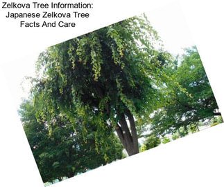 Zelkova Tree Information: Japanese Zelkova Tree Facts And Care