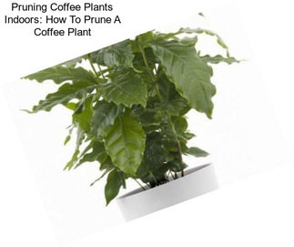 Pruning Coffee Plants Indoors: How To Prune A Coffee Plant