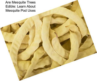 Are Mesquite Trees Edible: Learn About Mesquite Pod Uses
