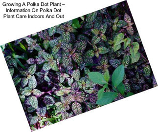 Growing A Polka Dot Plant – Information On Polka Dot Plant Care Indoors And Out