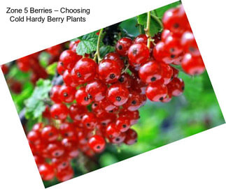 Zone 5 Berries – Choosing Cold Hardy Berry Plants