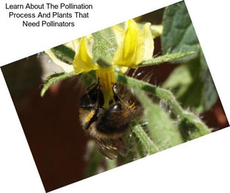 Learn About The Pollination Process And Plants That Need Pollinators