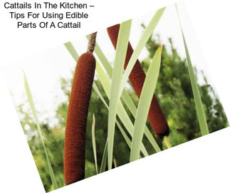 Cattails In The Kitchen – Tips For Using Edible Parts Of A Cattail