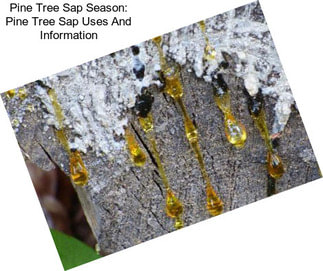 Pine Tree Sap Season: Pine Tree Sap Uses And Information