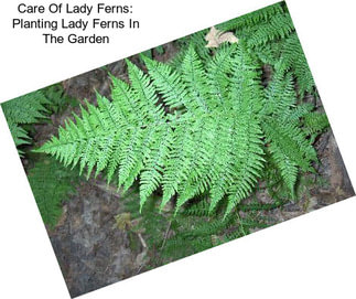 Care Of Lady Ferns: Planting Lady Ferns In The Garden