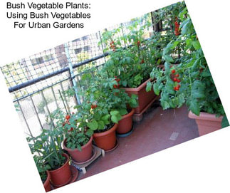 Bush Vegetable Plants: Using Bush Vegetables For Urban Gardens