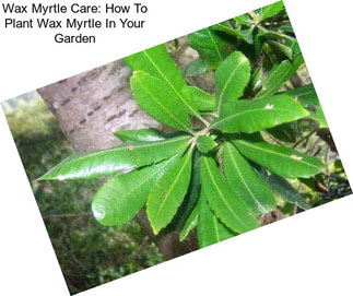 Wax Myrtle Care: How To Plant Wax Myrtle In Your Garden
