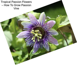 Tropical Passion Flowers – How To Grow Passion Vine