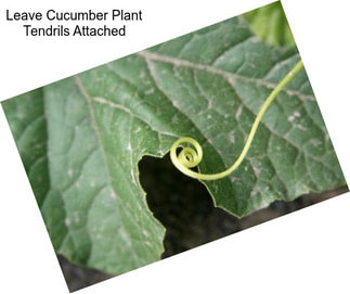 Leave Cucumber Plant Tendrils Attached
