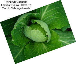 Tying Up Cabbage Leaves: Do You Have To Tie Up Cabbage Heads