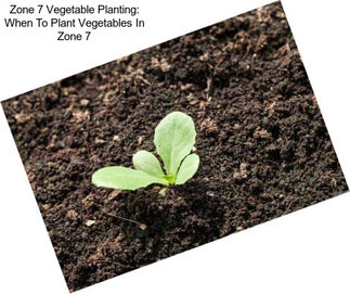 Zone 7 Vegetable Planting: When To Plant Vegetables In Zone 7