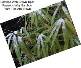 Bamboo With Brown Tips: Reasons Why Bamboo Plant Tips Are Brown