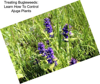 Treating Bugleweeds: Learn How To Control Ajuga Plants