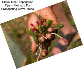 Clove Tree Propagation Tips – Methods For Propagating Clove Trees