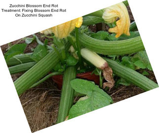 Zucchini Blossom End Rot Treatment: Fixing Blossom End Rot On Zucchini Squash