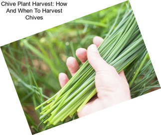 Chive Plant Harvest: How And When To Harvest Chives