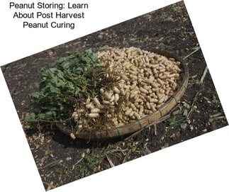 Peanut Storing: Learn About Post Harvest Peanut Curing
