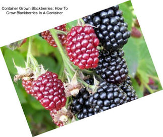 Container Grown Blackberries: How To Grow Blackberries In A Container