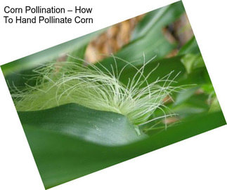 Corn Pollination – How To Hand Pollinate Corn