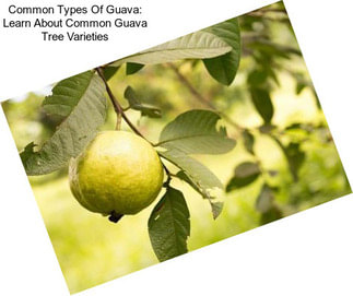 Common Types Of Guava: Learn About Common Guava Tree Varieties