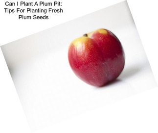 Can I Plant A Plum Pit: Tips For Planting Fresh Plum Seeds