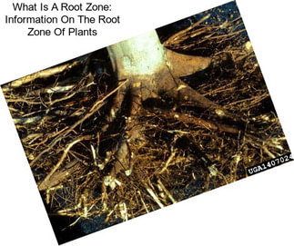 What Is A Root Zone: Information On The Root Zone Of Plants