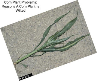 Corn Plant Problems: Reasons A Corn Plant Is Wilted