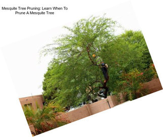 Mesquite Tree Pruning: Learn When To Prune A Mesquite Tree