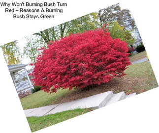 Why Won\'t Burning Bush Turn Red – Reasons A Burning Bush Stays Green