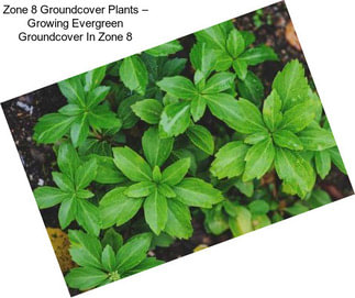 Zone 8 Groundcover Plants – Growing Evergreen Groundcover In Zone 8